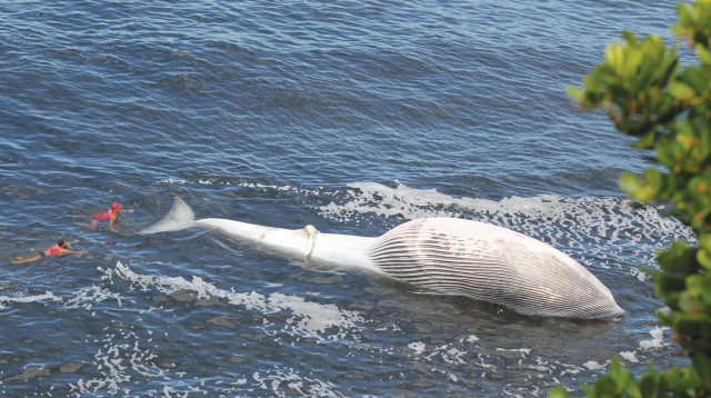 פגר הלוויתן שנסחף לחוף (צילום: רויטרס)