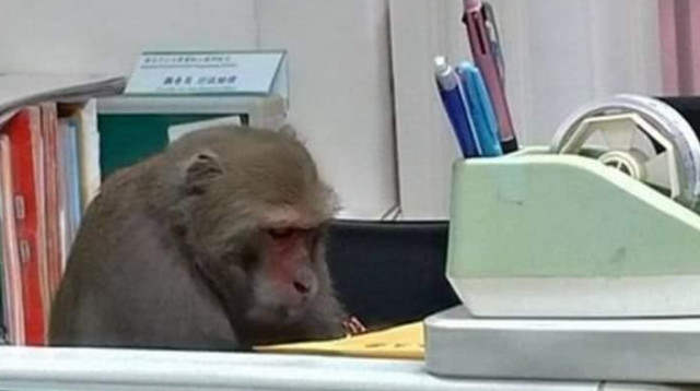 הקוף השקדן (צילום: רשתות חברתיות)