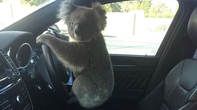 הקואלה שגרמה לכל הבלאגן (צילום: צילום מסך פייסבוק)