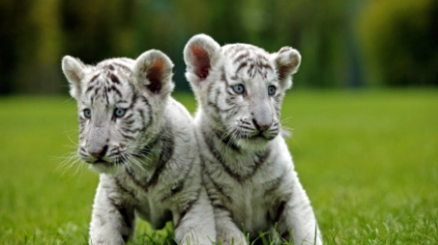 גורי נמר לבן, אילוסטרציה (צילום: Getty images)