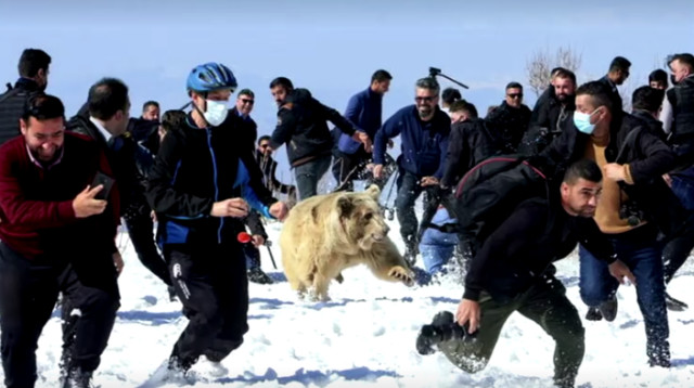 מתקפת הדובים (צילום: צילום מסך: רויטרס)