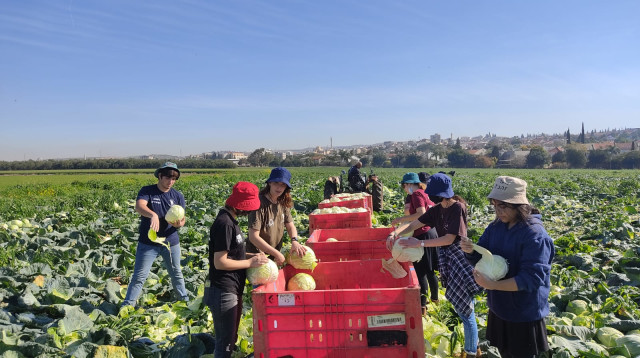 התנדבות בחקלאות בשנת שירות (צילום: השומר החדש)