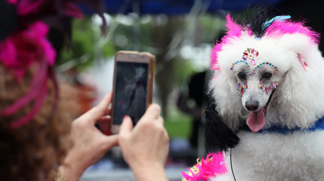 כלבים מחופשים בקרנבל בריו (צילום: רויטרס)