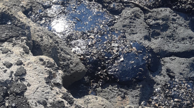 הזפת בחופי ראש הנקרה (צילום: אייל מילר, רשות הטבע והגנים)