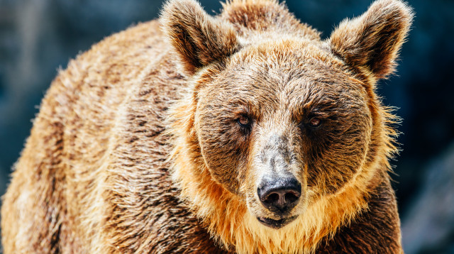 דוב חום, אילוסטרציה (צילום: ingimage ASAP)