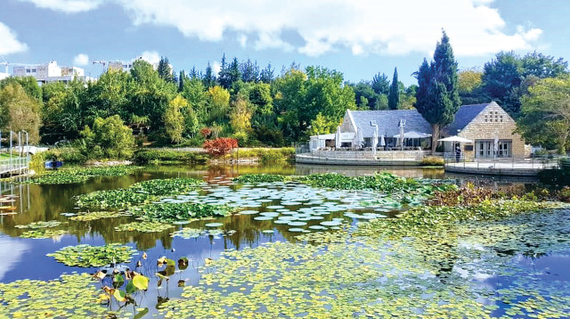 אגם הגן הבוטני סתיו 2020  (צילום: תום עמית)