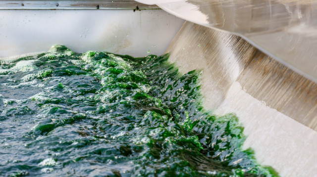 חוות גידול אצות בתל מונד (צילום: חברת SIMPLIIGOOD)