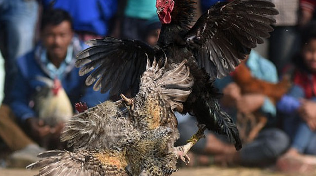 קרב תרנגולים, אילוסטרציה (צילום: Getty images)