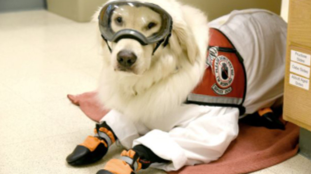 סמפסון במעבדה (צילום: רויטרס)