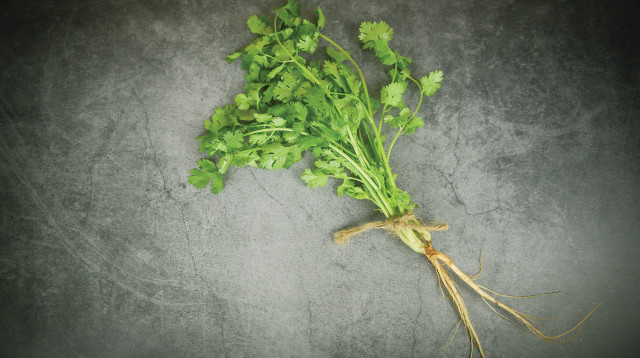 כוסברה (צילום: אינגאימג')