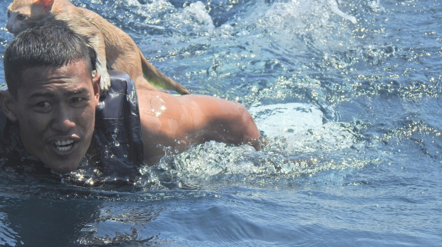 הקצין שחילץ את החתולים מהסירה הבוערת (צילום: רשתות חברתיות)