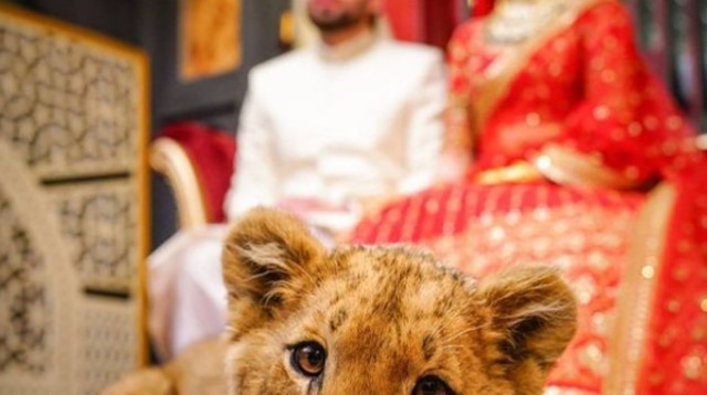 סערה ציבורית (צילום: רשתות חברתיות)