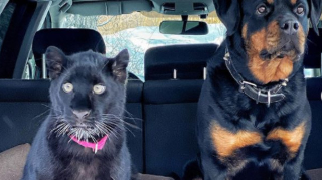 הרוטוויילר והפנתרה "החברים הכי טובים" (צילום: רשתות חברתיות)