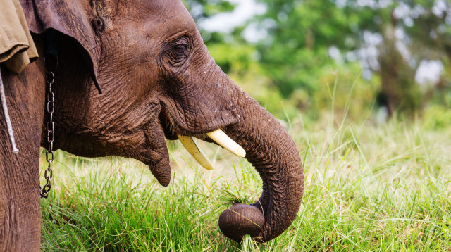 פיל, אילוסטרציה (צילום: ingimage ASAP)