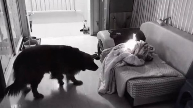 השמיכה שנשרפה בסלון הבית  (צילום: רשתות חברתיות)