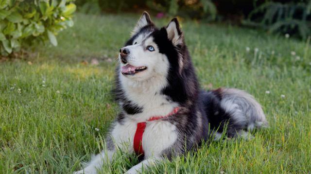 האסקי סיבירי, אילוסטרציה (צילום: ingimage ASAP)