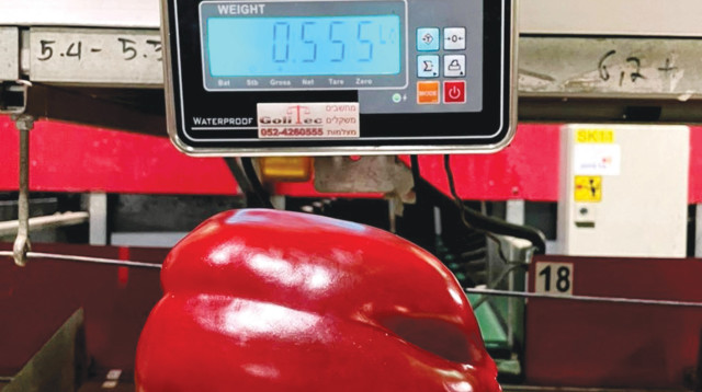 פלפל במשקל כבד (צילום: בית האריזה אורקה עידן)