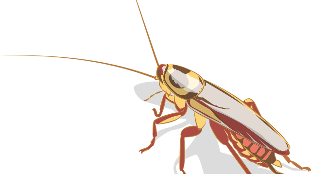 הדברת ג'וקים - כל השיטות (צילום: Pixabay)