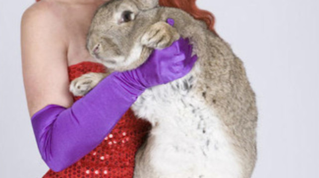 דריוס, הארנב הארוך בעולם ובעליו (צילום: שיאי גינס)