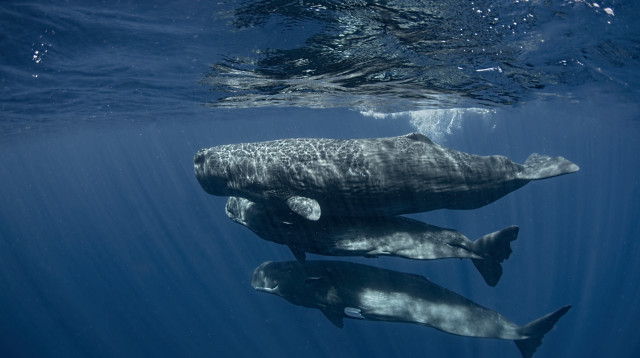 לוויתנים (צילום: Amanda Cotton)