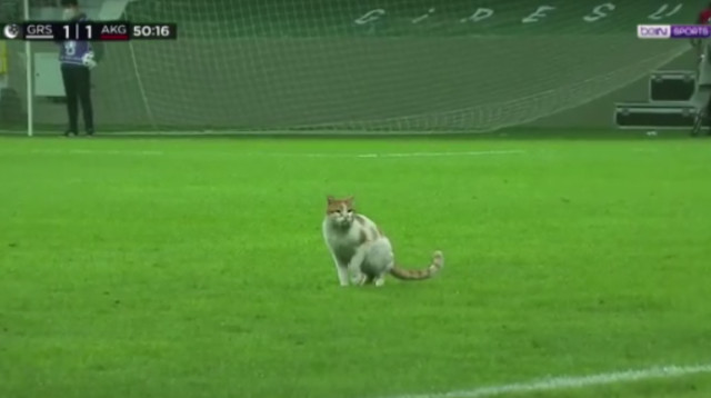 החתול במגרש הכדורגל בטורקיה (צילום: צילום מסך מתוך רויטרס)