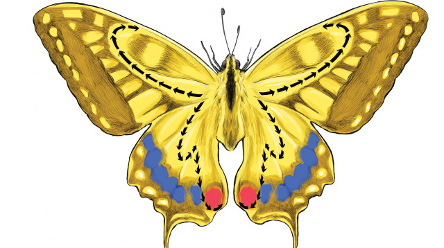 אל תגידו לי מה להיות. אני גולם שהופך ממש עכשיו לפרפר (צילום: איור: אורי פינק)