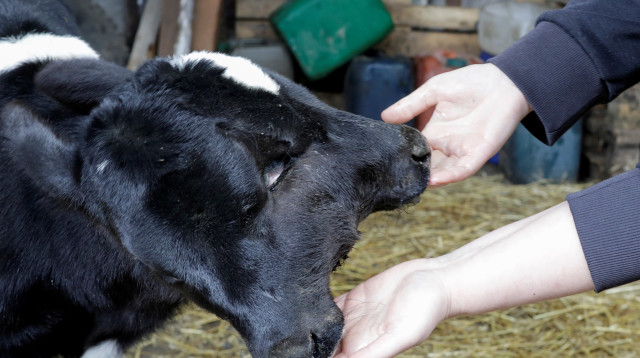 העגל בעל שני הראשים (צילום: רויטרס)