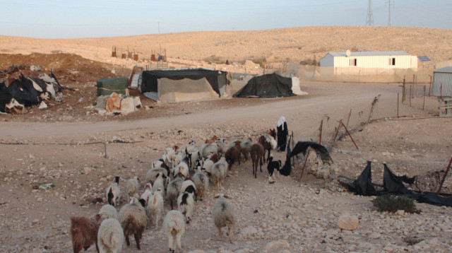 עדר כבשים סמוך ליישוב בדואי בנגב (צילום: אלנה פרינו, פלאש 90)