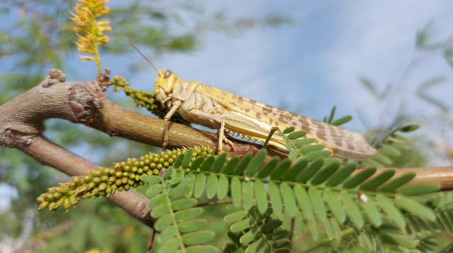ארבה בוגר שנכנס לישראל (צילום: עמיר בלבן - החברה להגנת הטבע)
