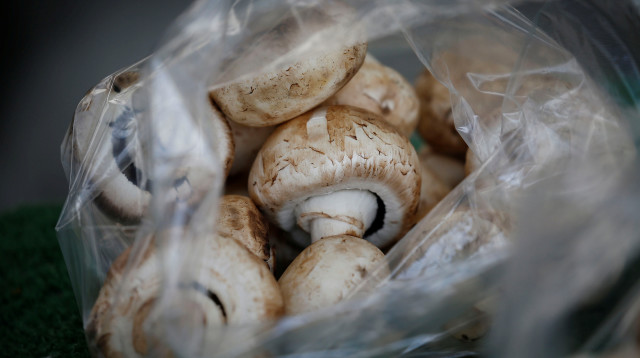 פטריות (צילום: רויטרס)