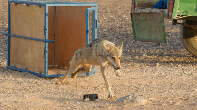 רגע שחרור הזאב (צילום: דורון ניסים, רשות הטבע והגנים)