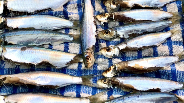 סרדינים (צילום: פסקל פרץ-רובין)
