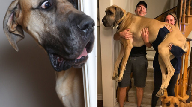 הכלב שמפחד מהכל  (צילום: רויטרס)