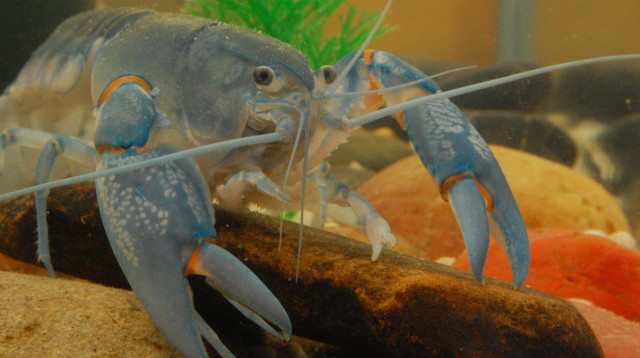 סרטן כחול (צילום: באדיבות אמורפיקל)