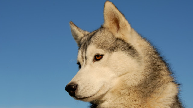 האסקי סיבירי, אילוסטרציה (צילום: ingimage ASAP)