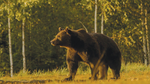 ארתור הדוב החום  (צילום: Agent Green)