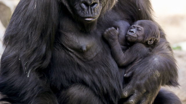 גורילה ובנה, אילוסטרציה (צילום: Getty images)