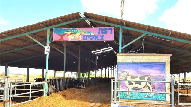 רפת צאלים (צילום: ראובן זלץ)