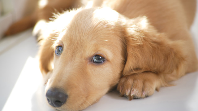 כלב (צילום: אינג אימג')