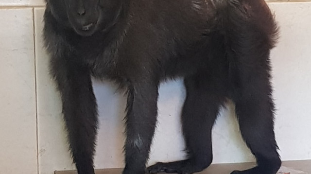 הקופה נול מתאוששת מהניתוח (צילום: חן חיימוביץ')