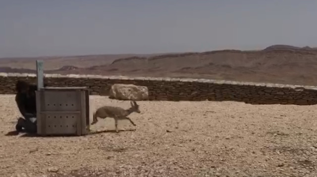 היעל הפצוע שב אל הטבע (צילום: יובל צוקרמן, אוניברסיטת בן גוריון)