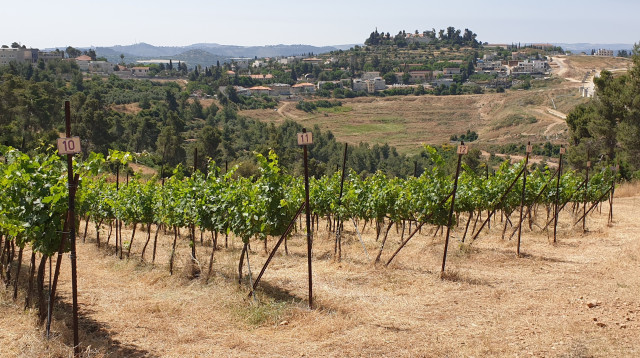 יקב קסטל - כרמים בהרי יהודה  (צילום: מירה איתן)
