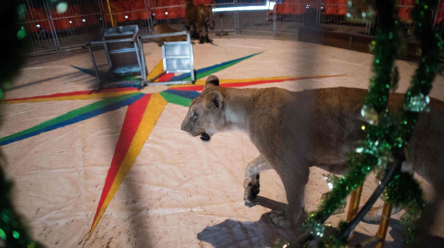 לביאה בקרקס, אילוסטרציה (צילום: Getty images)
