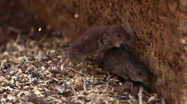 עכברים באוסטרליה, אילוסטרציה (צילום: רויטרס)