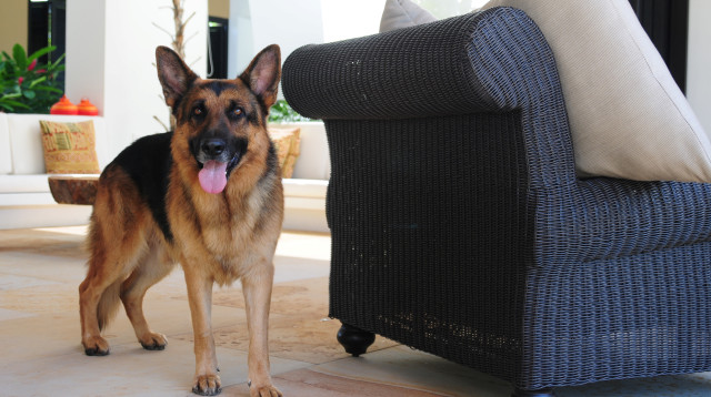 רועה גרמני, אילוסטרציה (צילום: ingimage ASAP)