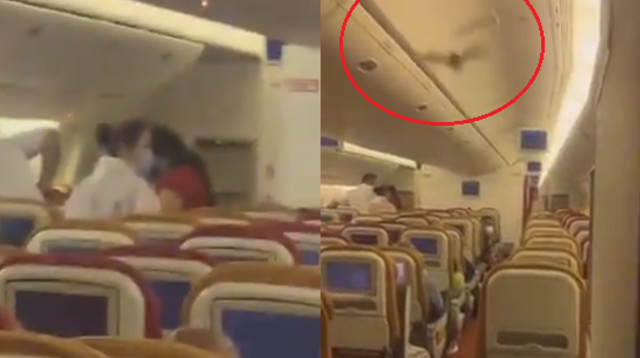 עטלף במטוס שהמריא מהודו (צילום: צילום מסך מתוך רויטרס)