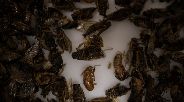 פלישת הציקדות, אילוסטרציה (צילום: רויטרס)