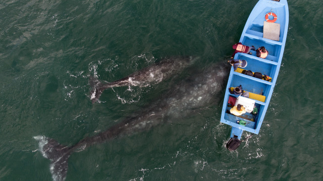 לוויתנים וסירת דיג, אילוסטרציה (צילום: Getty images)