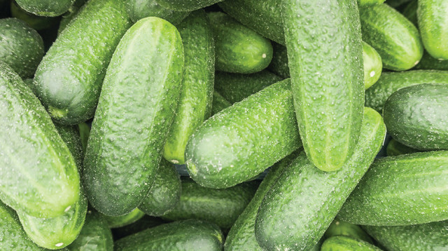 מלפפונים (צילום: אינגאימג)