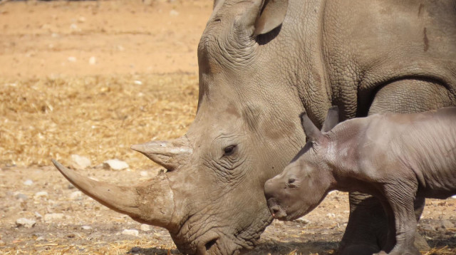 ריהאנה הקרנפית והגור החדש (צילום: באדיבות הספארי - שירה ענבר דנין)